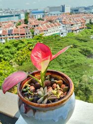 Lakepoint Condominium (D22), Condominium #481090561